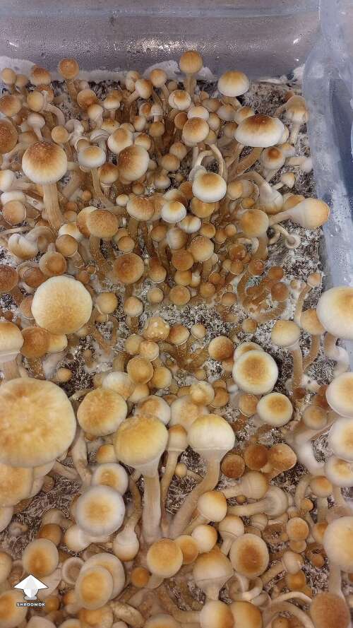 These are coming in quick White GT aka Leucistic Golden Teacher mushrooms