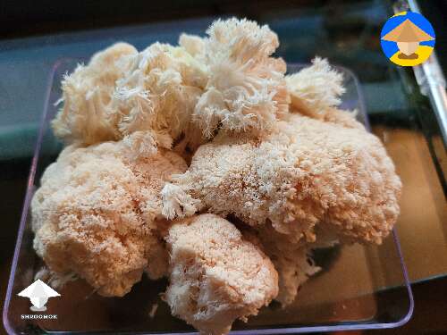 2nd flush of lions mane