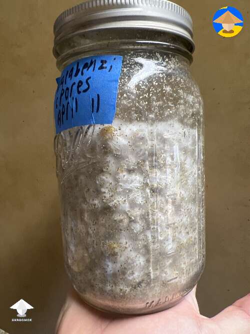 Drippy corn tek has really impressed me. 15 days from spore syringe to fully colonized quart jar