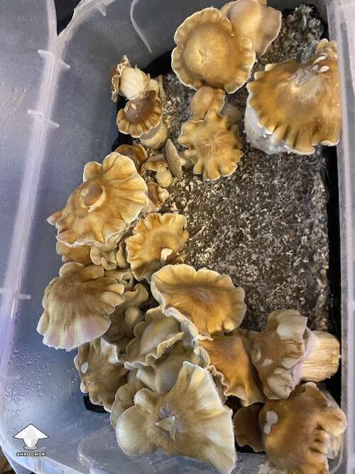 Psilocybe Cubensis ChodeWave magic mushrooms - by Master ShrAlf Funguy