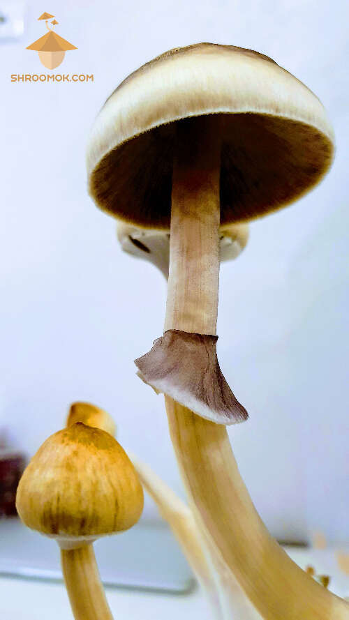 Magic mushrooms growing fifth flush