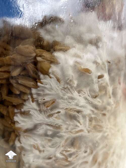 This mycelium rope loves the oats grain colonization