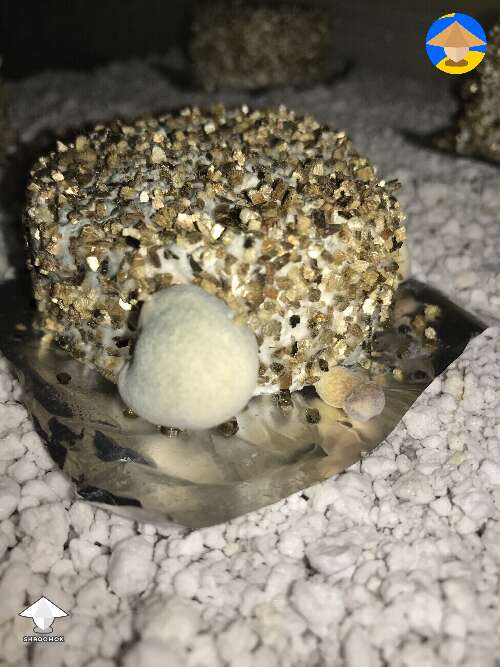 Mutated and normal shrooms on pf tek cakes #2