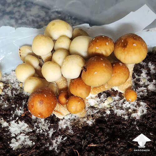 Two mushroom strains grow together