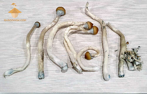 Psilocybe cubensis fruiting fourth flush