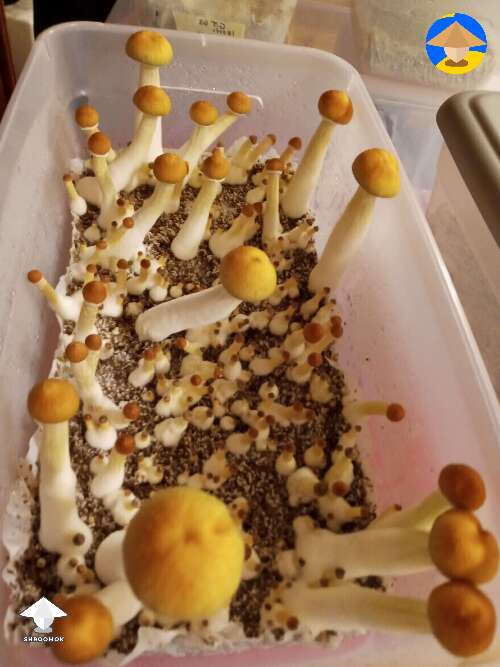 Golden Teacher mushrooms