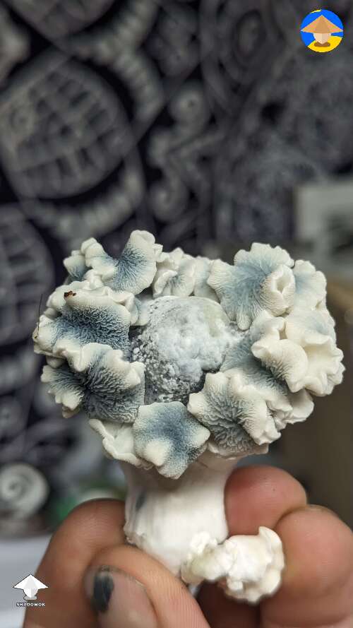 Mutated Nutcracker mushroom like a coral reef