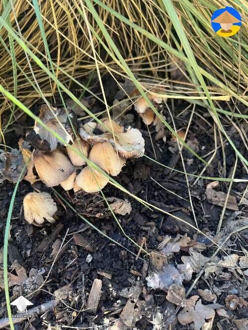 Hillbilly cubes growing out of where I buried my cake a few weeks ago #2