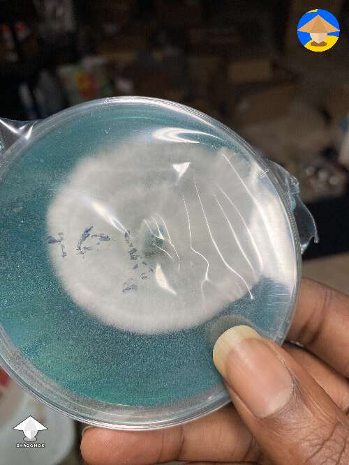 I have questionable agar plates. Good to go or is there something wrong? #2