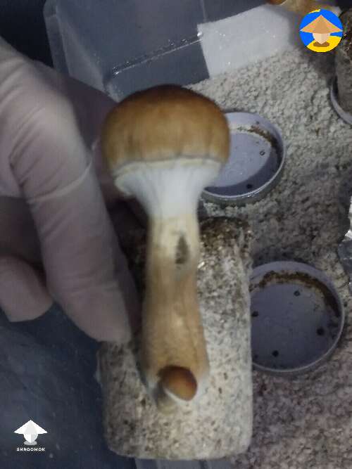 The mushroom stem has split. Any ideas if it is still good or what causes this?