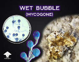 Wet Bubble (Mycogone)