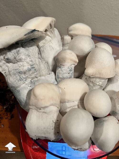 First flush - Cubensis Pearly Gates harvest