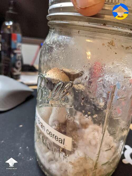 I had a spawn jar where I didn't use all the spawn, and I found 2 shrooms. Should I leave the jar cap open or slightly to get more oxygen in?