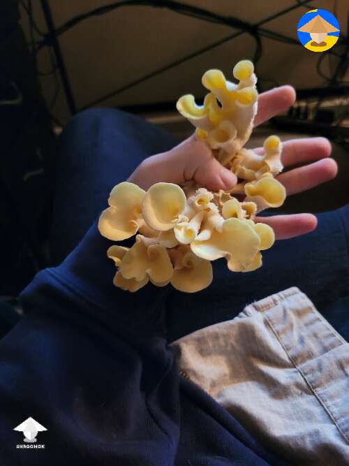 Small flush of golden oysters