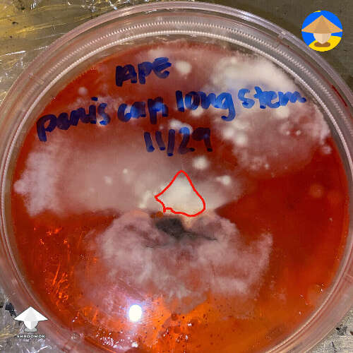 It was cloning, right? Questionable areas and bacterial dots. The only area for transfer is here