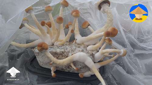 There was a mild bacteria contamination, but mushrooms fruit