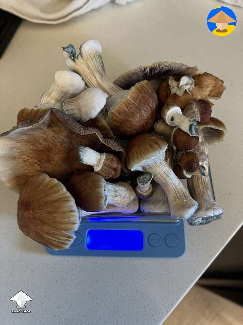 Nice GT shrooms harvest #2