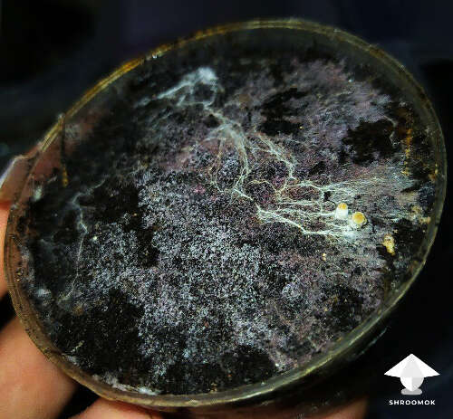 Panaeolus mycelium on manure charcoal agar