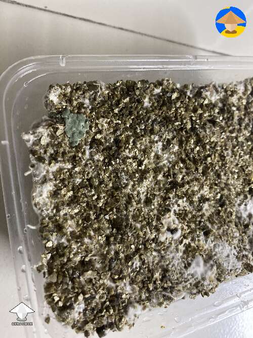 Trich contam? Should I dump it?