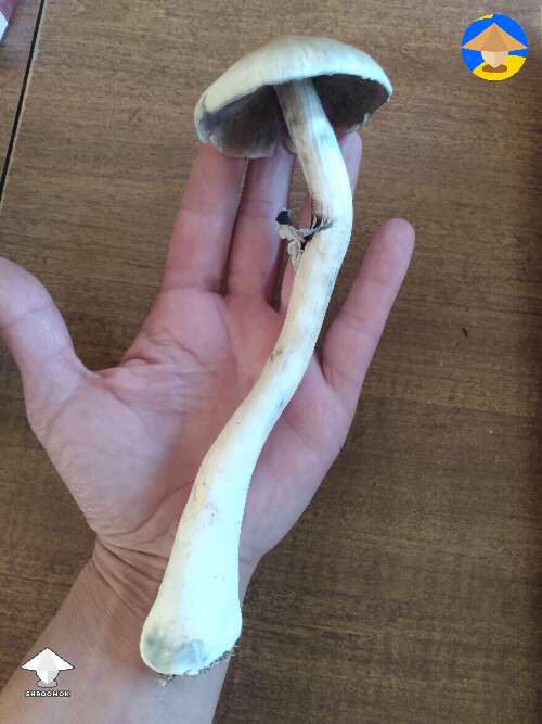 Blue meanie cubensis mushroom